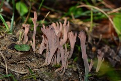 Clavulina vinaceocervina