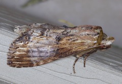 Dasylophia thyatiroides