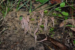 Clavulina vinaceocervina