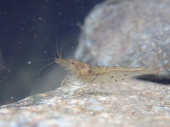 Caridina cantonensis