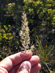 Calamagrostis ophitidis