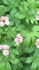 Astrantia major