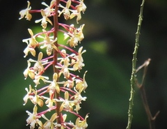 Epidendrum cylindraceum