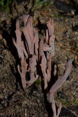 Clavulina vinaceocervina