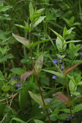 Epilobium adenocaulon