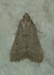 Bostra obsoletalis