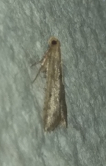 Bostra obsoletalis