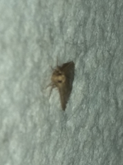 Bostra obsoletalis
