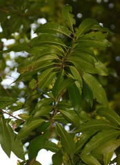 Croton persimilis