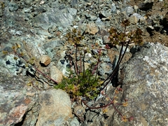 Lomatium macrocarpum