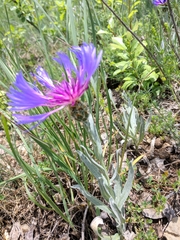 Centaurea fuscomarginata