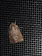 Protorthodes oviduca