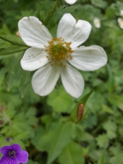 Anemonastrum fasciculatum