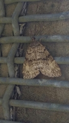 Pseudocoremia indistincta