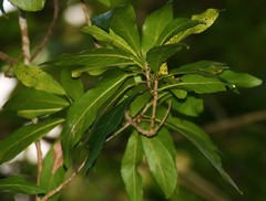 Croton persimilis