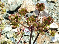 Lomatium macrocarpum