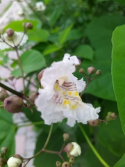 Catalpa