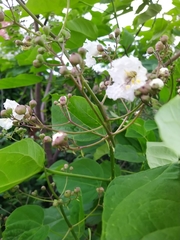 Catalpa