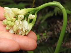 Eulophia cernua