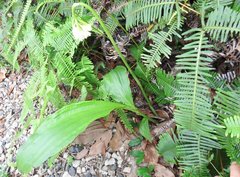 Eulophia cernua
