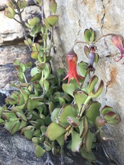 Cotyledon woodii