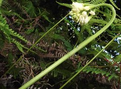 Eulophia cernua