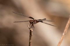 Neurothemis oligoneura