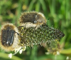 Tropinota squalida