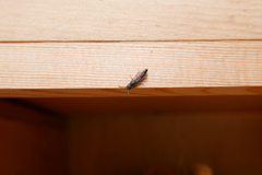 Sapygina decemguttata