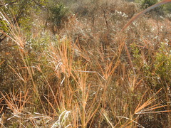 Cyperus sexangularis