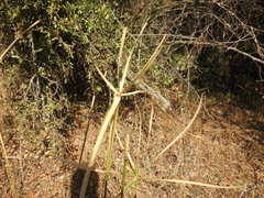 Cyperus sexangularis