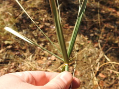Cyperus sexangularis
