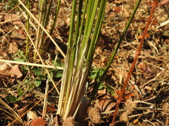 Cyperus sexangularis