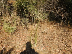 Cyperus sexangularis