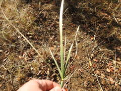 Cyperus sexangularis