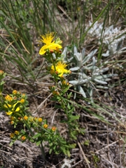 Hypericum linarioides