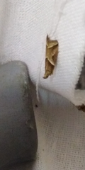 Nyctegretis lineana