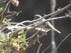 Crithagra atrogularis