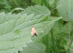 Nemophora degeerella