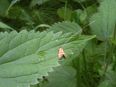 Nemophora degeerella