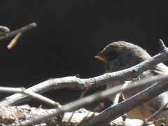 Crithagra atrogularis