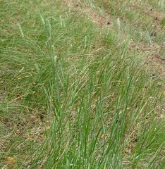 Agropyron cristatum