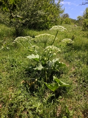 Heracleum stevenii