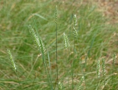 Agropyron cristatum