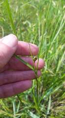 Scleria ciliata