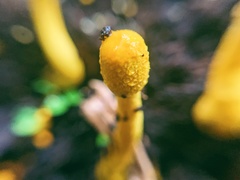 Leucocoprinus birnbaumii birnbaumii