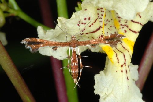 Himmelman's and Busck's Plume Moths photo 2