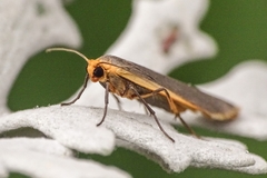 Eilema lurideola