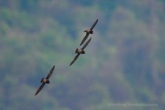 Hirundapus giganteus