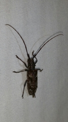 Monochamus